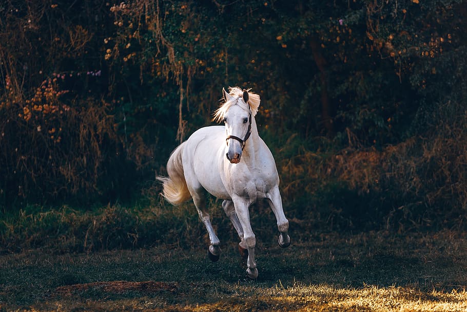 shallow focus photo of white horse running, animal, mammal, andalusian horse
