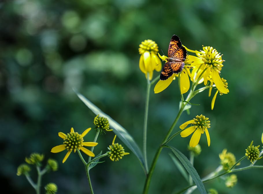 flower, flowering plant, animal wildlife, invertebrate, insect HD wallpaper