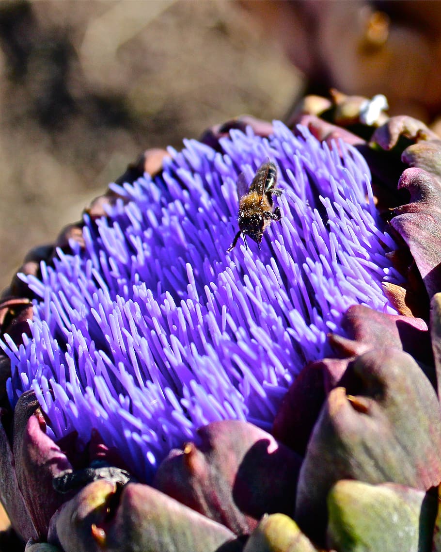 italy, licata, purple, purple flower, artichoke, bee, spring, HD wallpaper