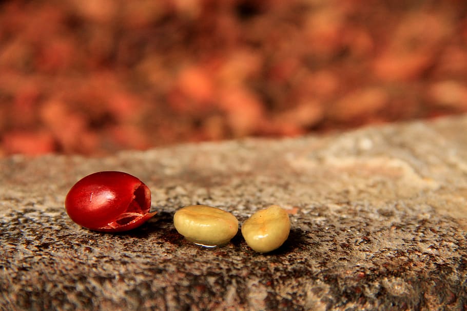 coffee, plant, pulp, caffeine, aroma, delicious, exquisite HD wallpaper
