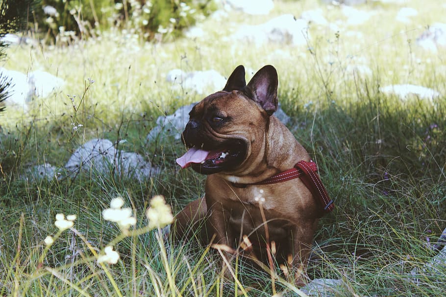 brown pug on field, mammal, animal, bulldog, canine, pet, french bulldog HD wallpaper