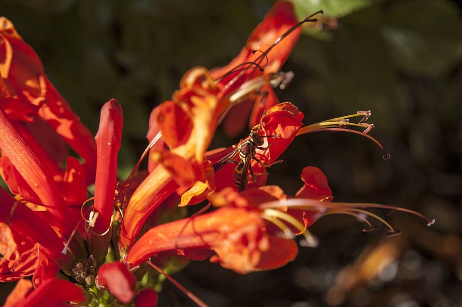 insects, nectar, bloom, blossom, flower, nature, plant, flora HD wallpaper