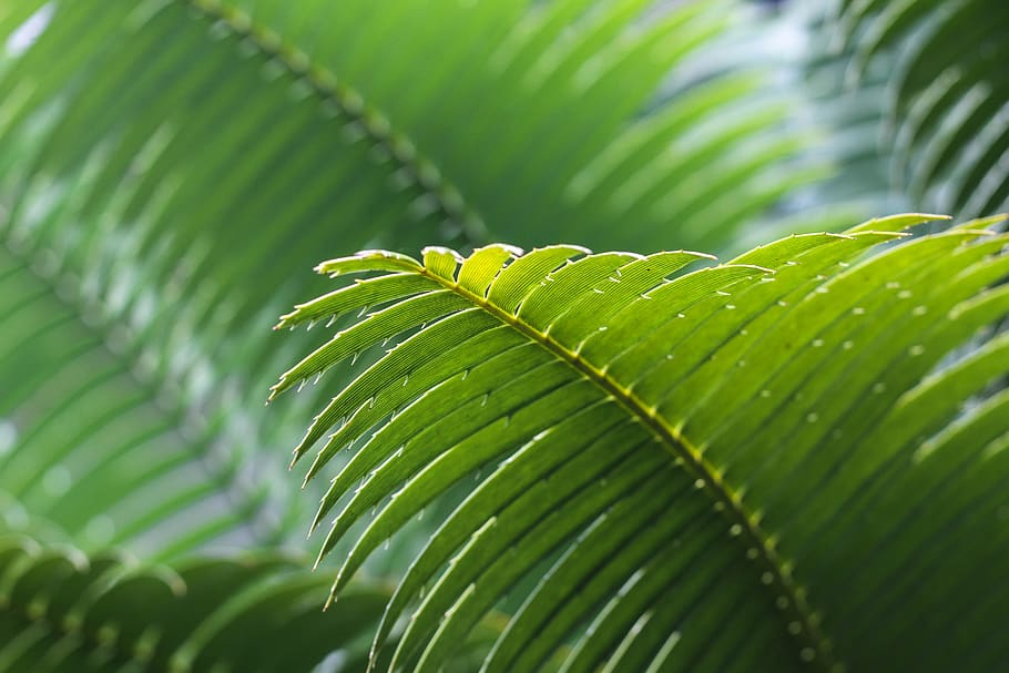 frond, green, leaves, macro, nature, palm, plant, leaf, plant part HD wallpaper