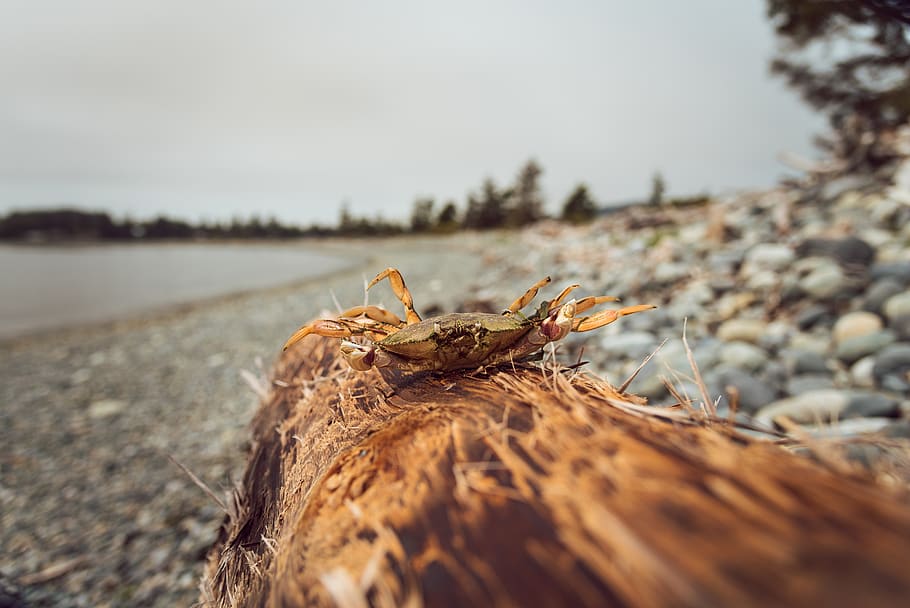log, crab, beach, ocean, cloudy, day, animals in the wild, animal wildlife, HD wallpaper