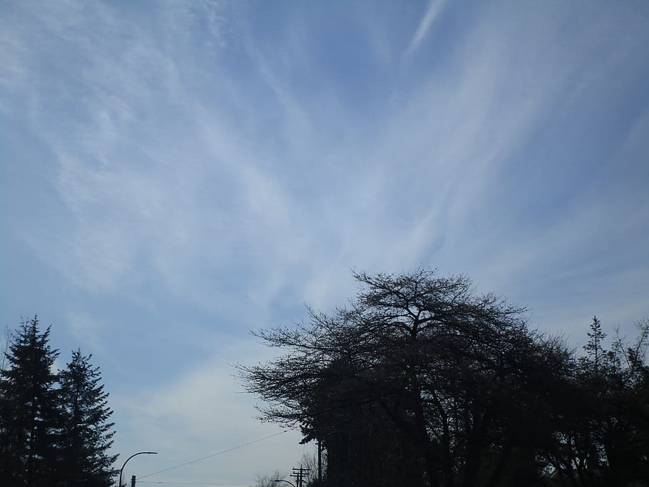 blue sky, cloud, white, trees, plant, low angle view, cloud - sky HD wallpaper