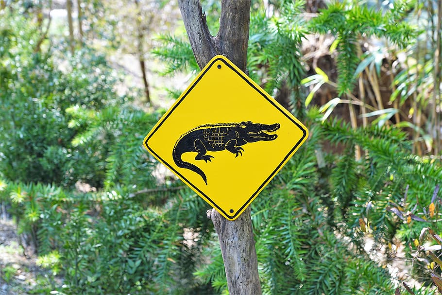 australia, shield, nature, park, street sign, warning, kangaroo HD wallpaper