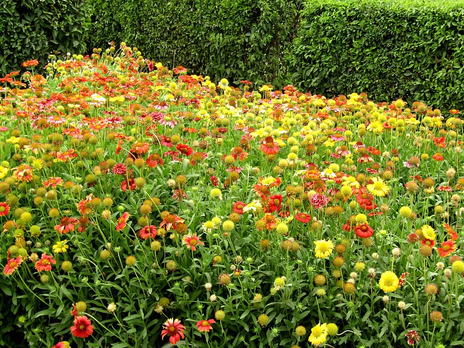 an attractive view of a flowerbed in a park, flowers, fragrant HD wallpaper