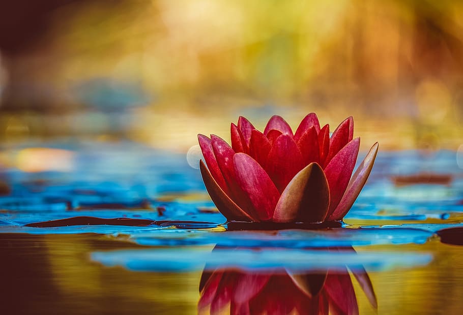 water lily, aquatic plant, flower, blossom, bloom, red, pond plant, HD wallpaper