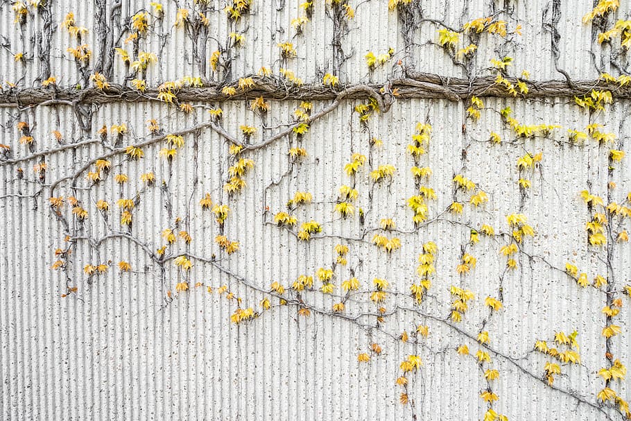 Yellow Vines on Gray Concrete Wall, art, background, color, construction, HD wallpaper