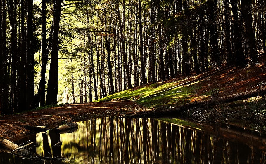 forest, stream, water, trees, woods, nature, landscape, foliage HD wallpaper