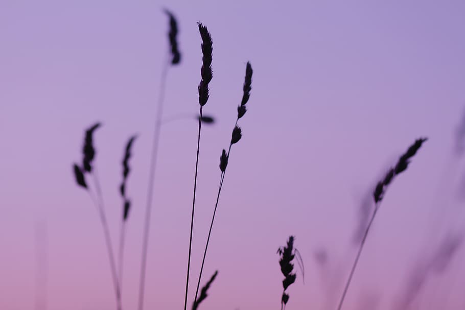 belarus, minsk, close-up, plant, nature, growth, no people HD wallpaper