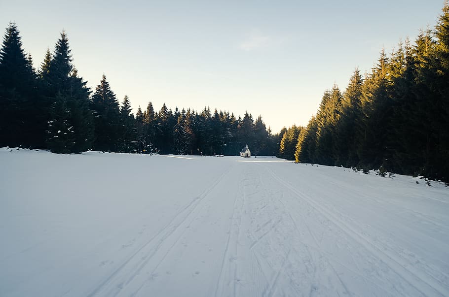 snow field with trees, plant, fir, abies, nature, outdoors, germany HD wallpaper