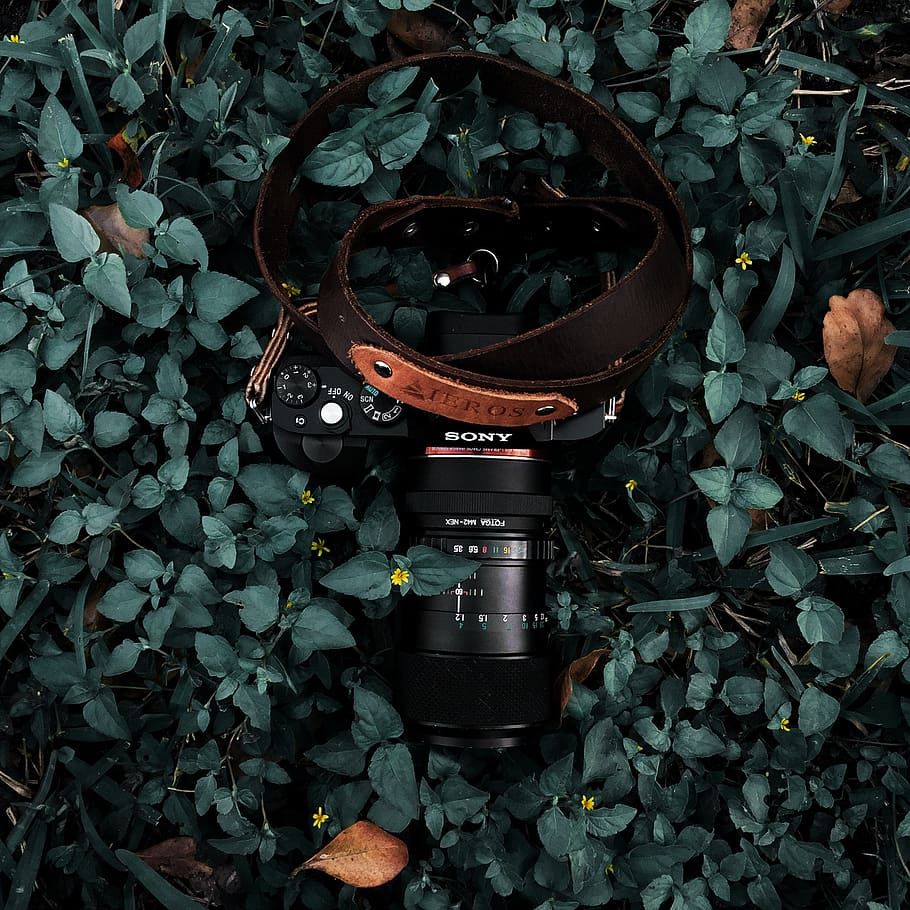 leather, ieros, sony, a7, vintage, green, texture, leaf, plant part HD wallpaper