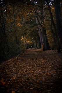 green forest, path, tree, perspective, person, hike, trek, walk HD wallpaper