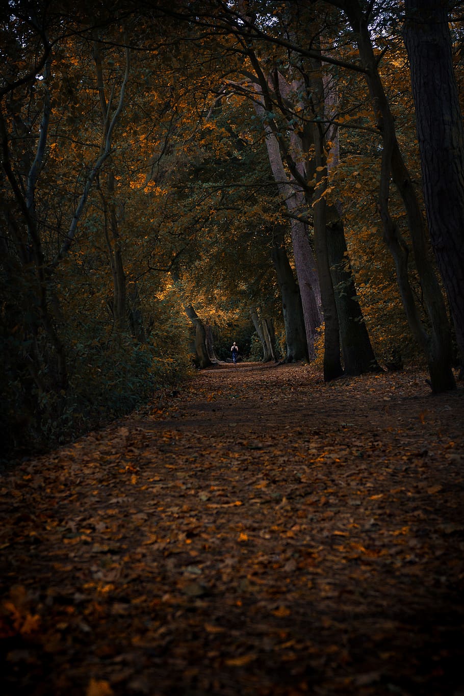 green forest, path, tree, perspective, person, hike, trek, walk HD wallpaper