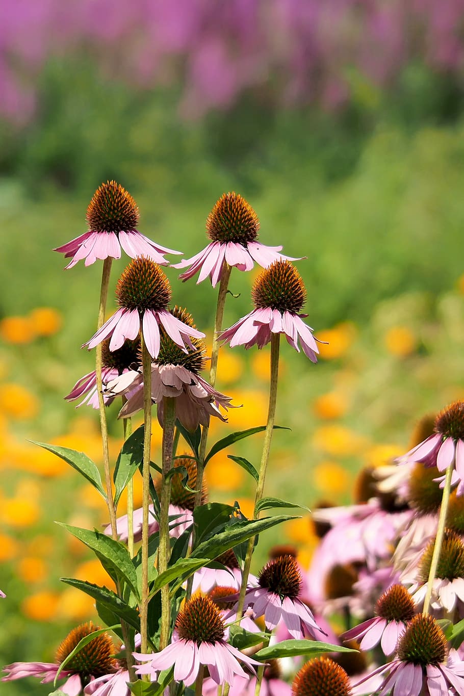 flowering plant, fragility, vulnerability, freshness, beauty in nature, HD wallpaper