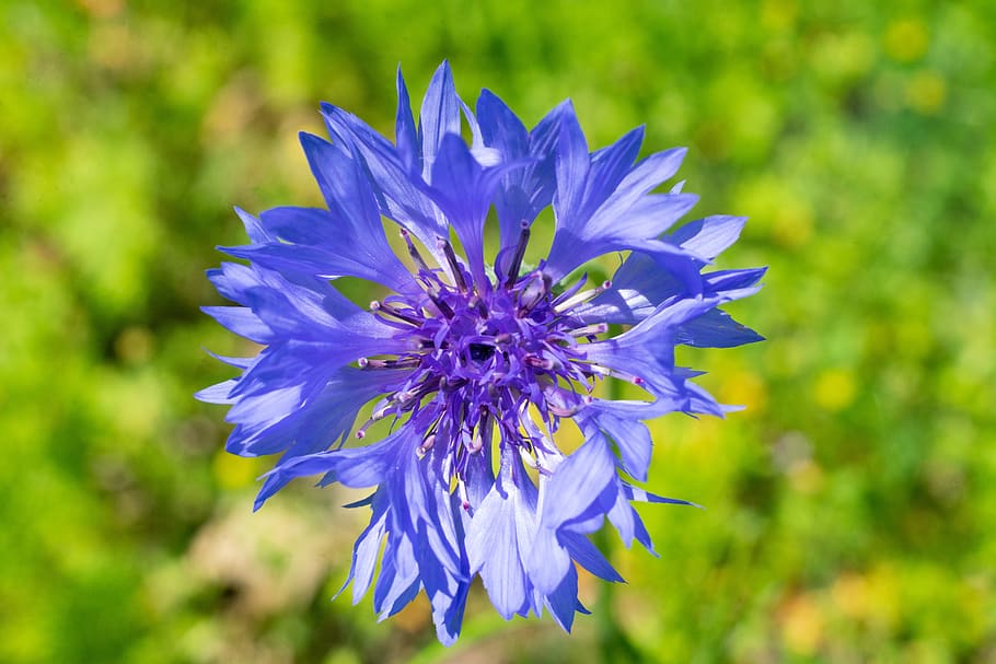 flower, nature, macro, blossom, plant, summer, spring, bloom HD wallpaper