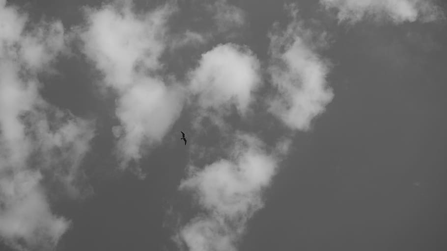 spain, black and white, cloud, sky, bird, animal, nature, low angle view HD wallpaper