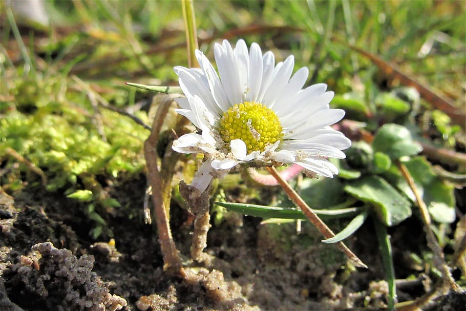 spring, daisy, limestones, nature, bloom, grass, flora, vegetable HD wallpaper