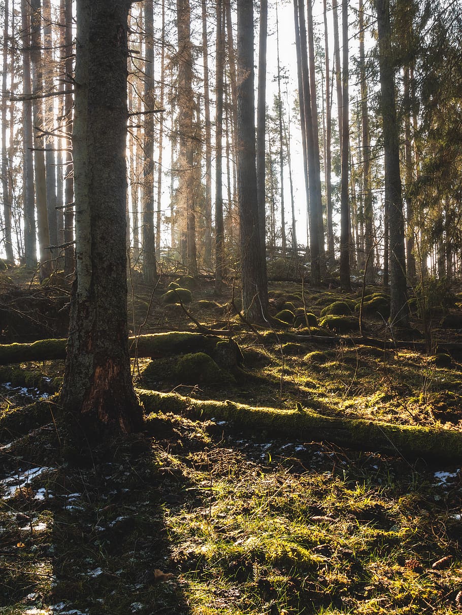 tree, plant, tree trunk, ground, flare, light, sunlight, forest HD wallpaper