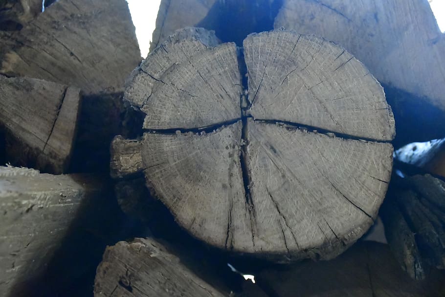 close-up, nature, log, no people, wood - material, day, timber HD wallpaper