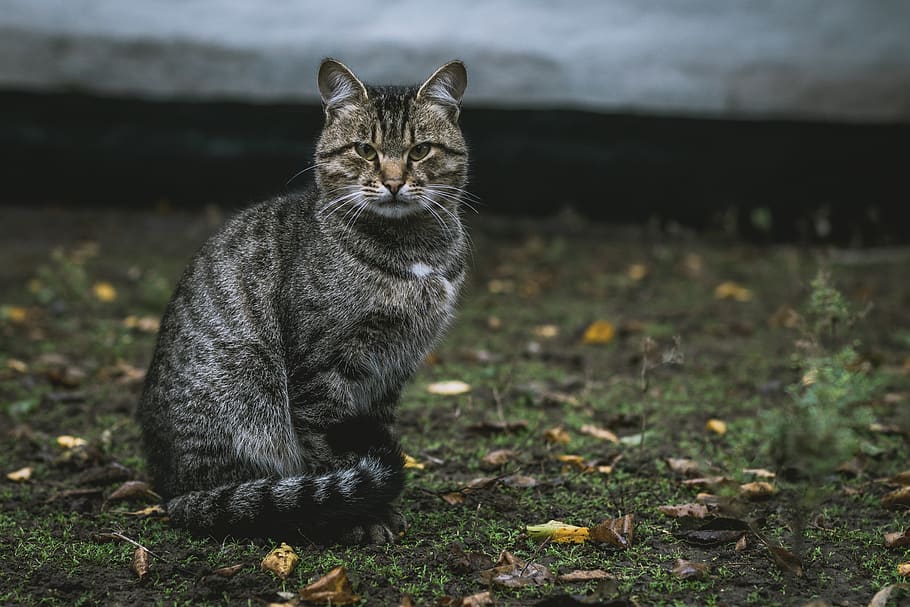gray tabby cat on grass, animal, mammal, pet, abyssinian, kitten HD wallpaper