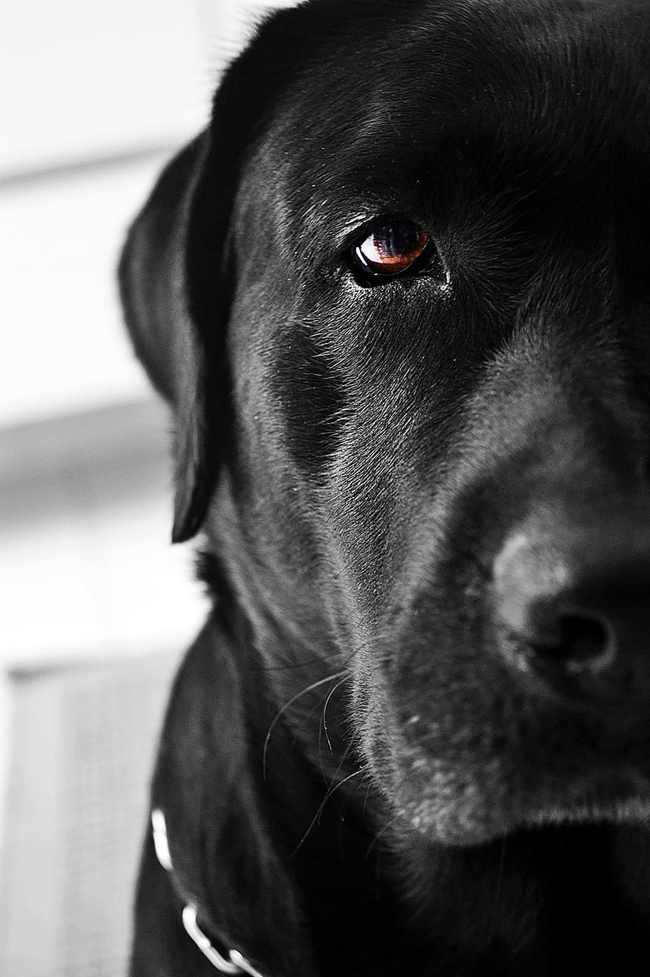 one animal, domestic, pets, domestic animals, dog, canine, animal themes HD wallpaper