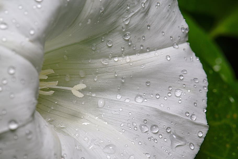 bindweed, blossom, bloom, white, close up, summer, rain, drop HD wallpaper