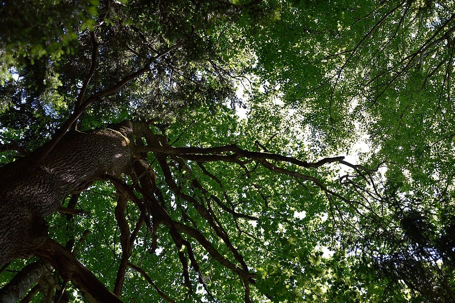 nature, tree, wood, fire, green, plant, branch, low angle view HD wallpaper