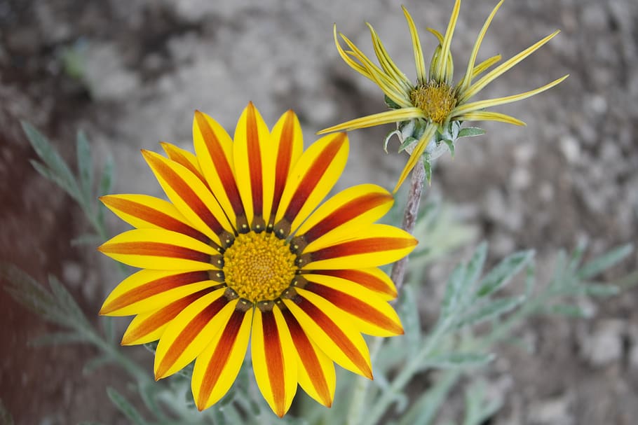flower, macro, bright, flowers, garden, freshness, flowering plant HD wallpaper