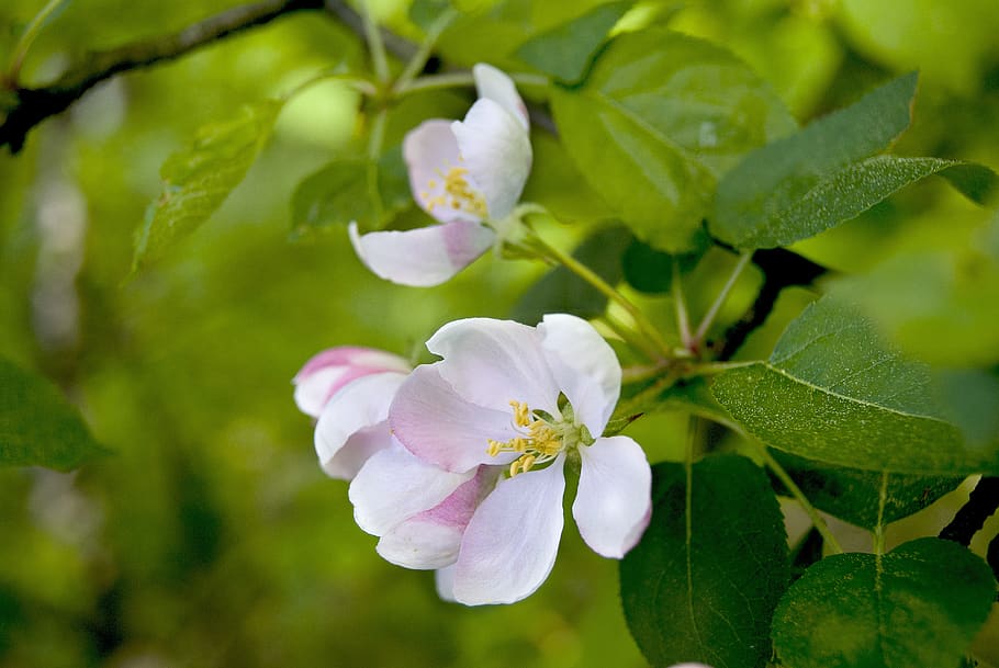 flower, apple tree, spring, branch, white, pink, fruit, foliage HD wallpaper