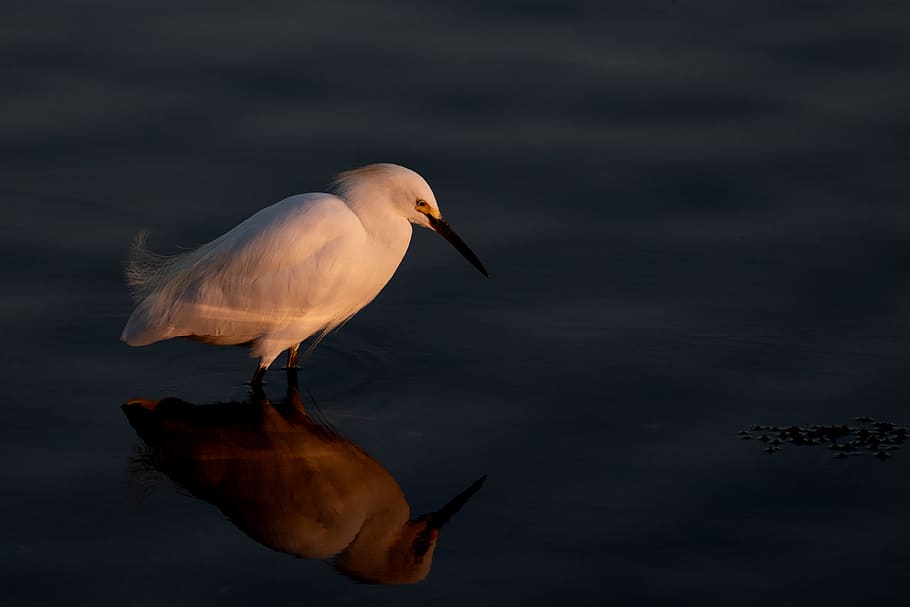 white bird on black surface, animal, animal wildlife, animal themes HD wallpaper