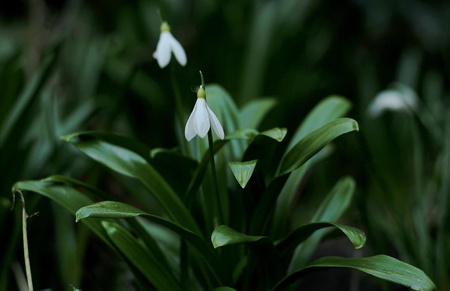 snowdrop, white, spring, galanthus, bloom, garden, flowers HD wallpaper