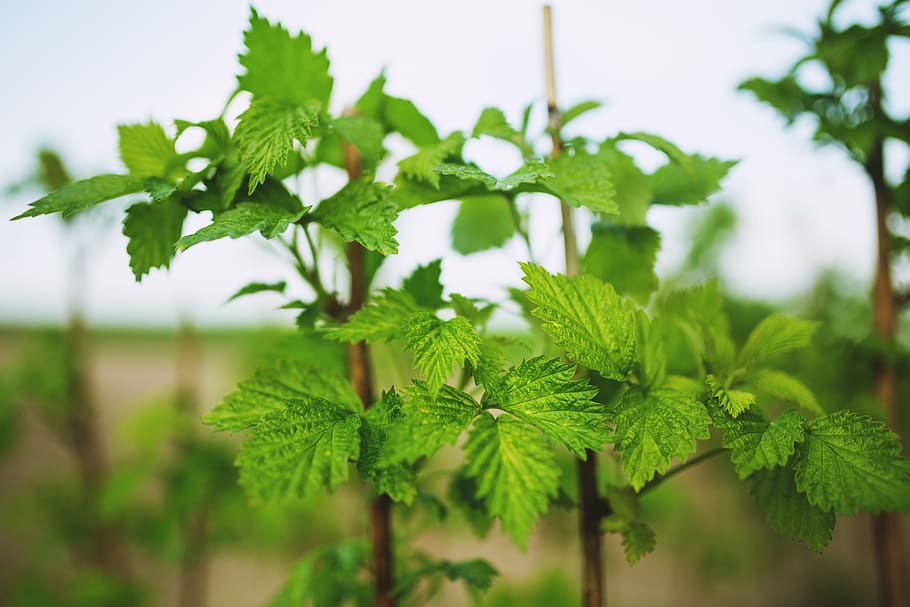 Raspberry: young leaves, nature, plant, green color, leaf, plant part HD wallpaper