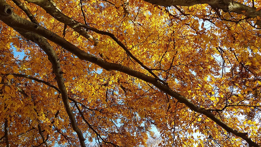 united kingdom, london, alexandra palace, gold, tree, branches, HD wallpaper