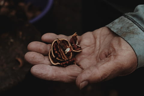 person holding nuts, human, finger, animal, reptile, gecko, lizard HD wallpaper