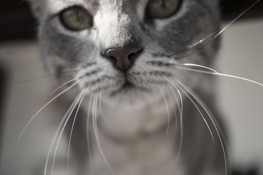 cat, animals, portrait, kitten, nature, fur, mammal, animal themes HD wallpaper
