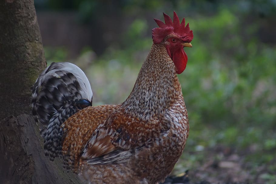 pen, ave, hen, gallo, animals, nature, plumage, wild, eyes HD wallpaper