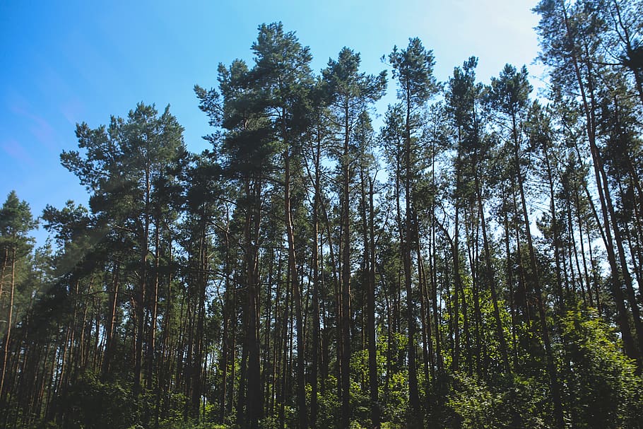 Forest, barbaric, bright, conifer, environment, evergreen, flora HD wallpaper