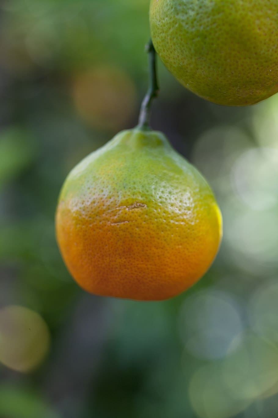 Лимон цитрусовые фрукты. Цитрус фрукт цитрус фрукт. Морщинистый цитрус. Харука плод цитрусовые. Оранжевый лимон.