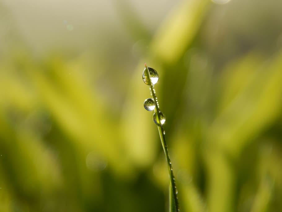 green, grass, nature, spring, plants, the environment, garden HD wallpaper