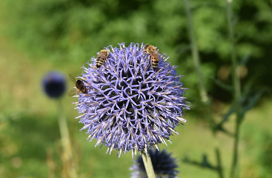 echinops bannaticus, blue, thistle, plant, flower, composite HD wallpaper