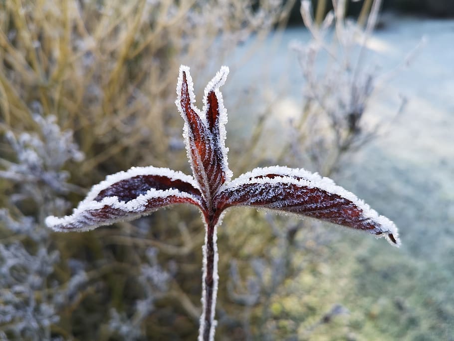 Cold frost. Иней холод. Ава заморозки картинки.