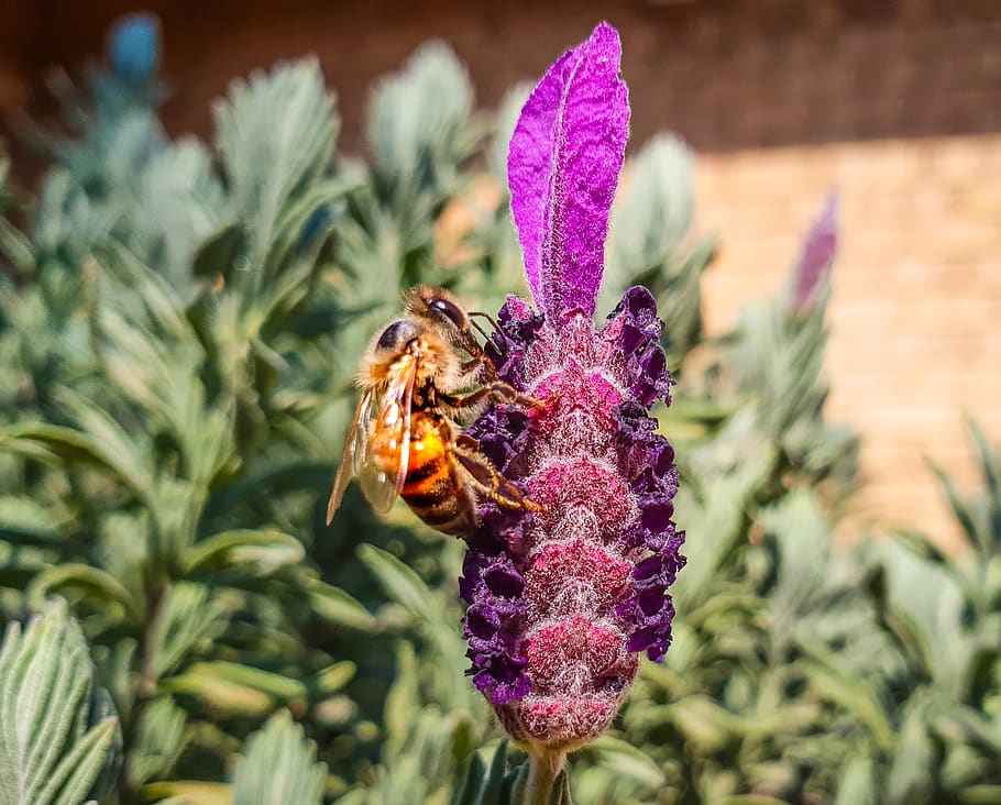 Close-up Photography Of Honeybee Perched On Purple Flower, aromatic HD wallpaper