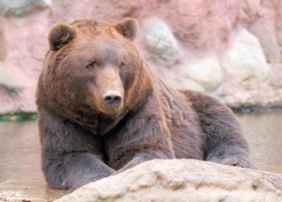 brown bear resting, animal wildlife, animal themes, animals in the wild HD wallpaper