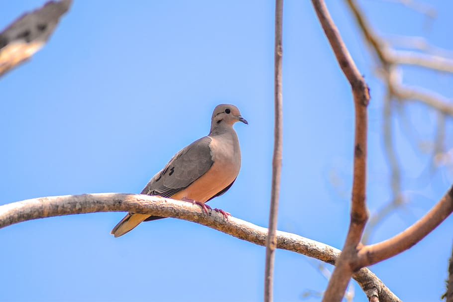 tree, bird, nature, vertebrate, animal themes, perching, animals in the wild, HD wallpaper