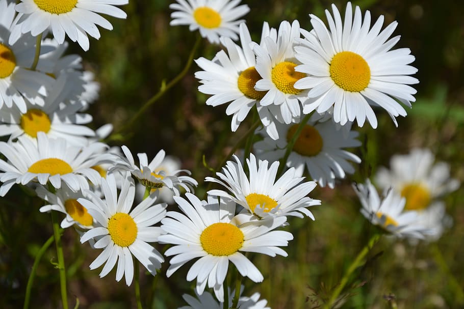 canada, vancouver island, flower, flowering plant, freshness HD wallpaper