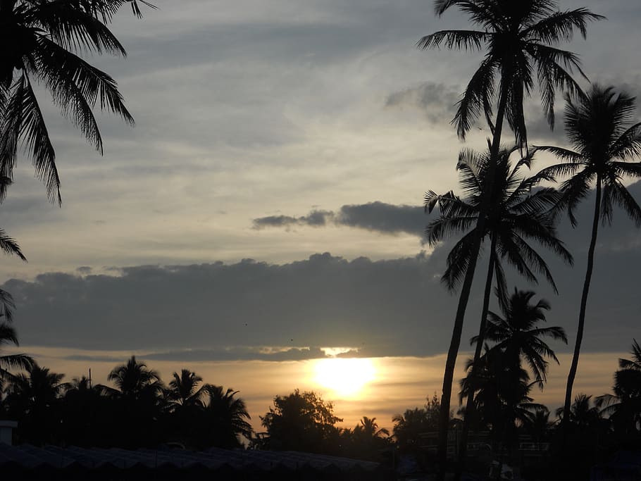 sunrises, mornings, tranquility, solitude, beaches, tree, sky HD wallpaper