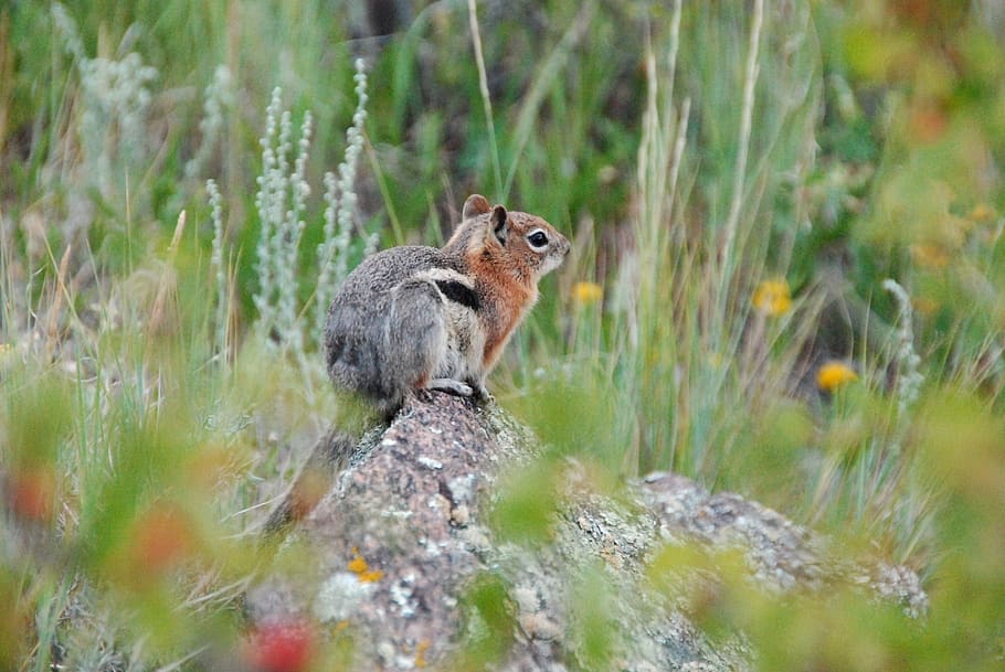 two gray rodent, animal, mammal, squirrel, ground, rock, plant HD wallpaper