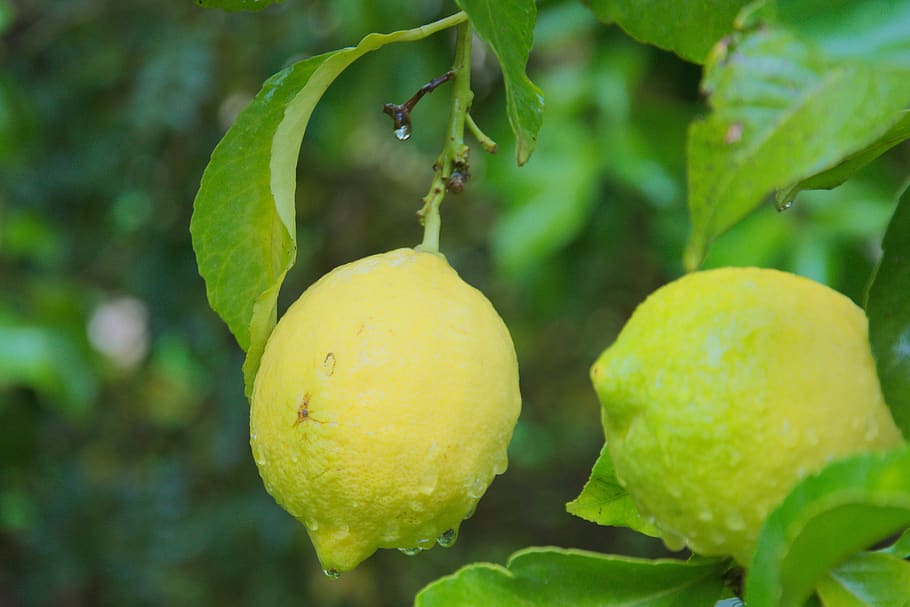 rain, lemon, plant, fruit, drops, food, food and drink, healthy eating HD wallpaper